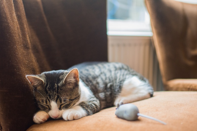 Пронос у кошеняти: симптоми та причини