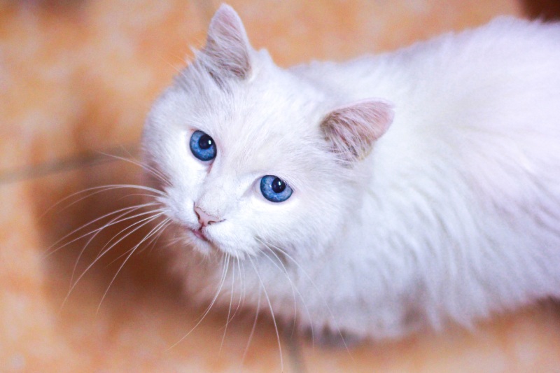 Чи можуть очі у котів змінювати колір? Так, але коли?