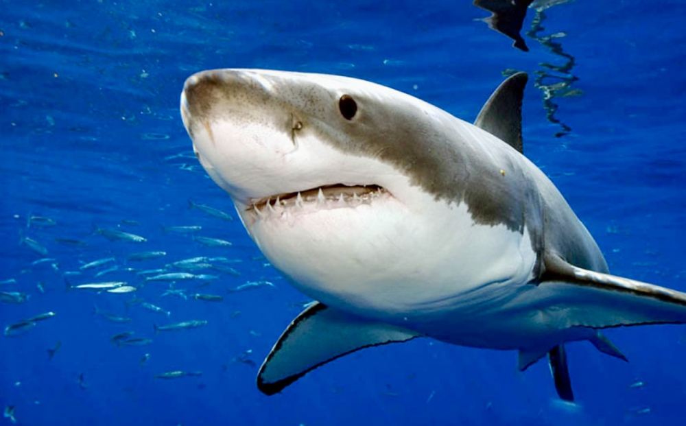Чи водяться акули в Середземному морі?