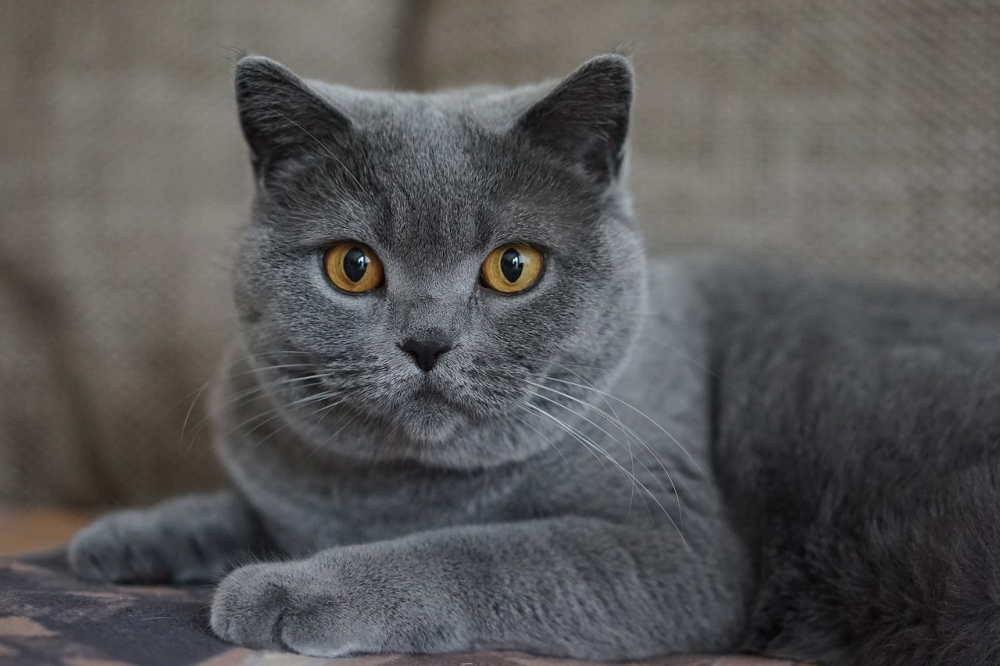 Всі породи сірих котів + фото