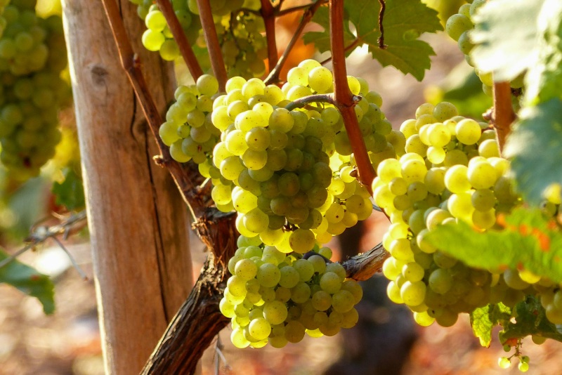 Вино Рислінг - чому саме його називають "королем білих вин"