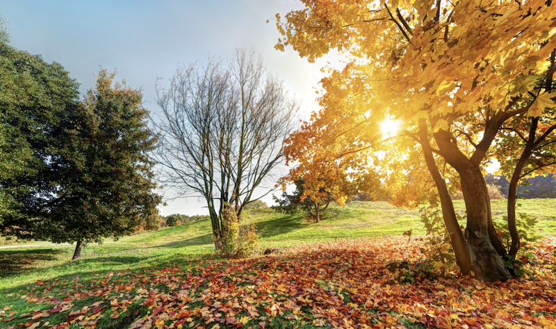 Наснилася осінь: що це означає за сонником