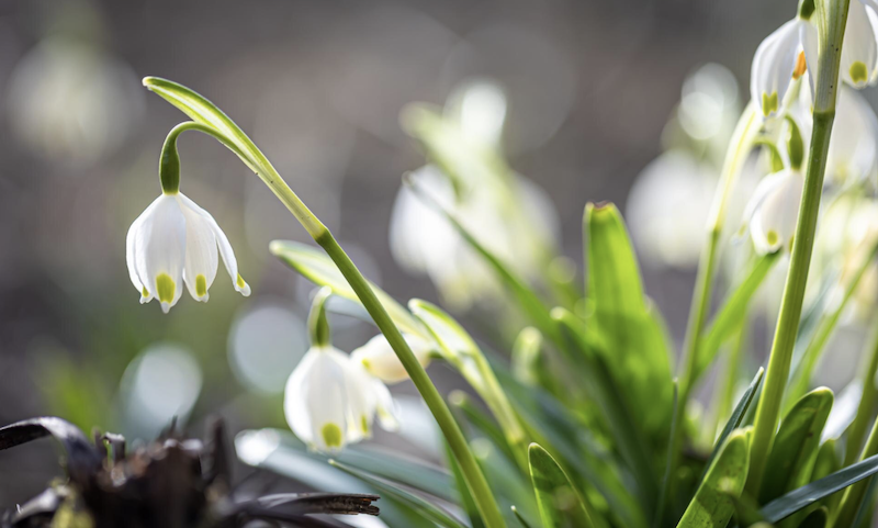 Приклади речень про підсніжники для школярів