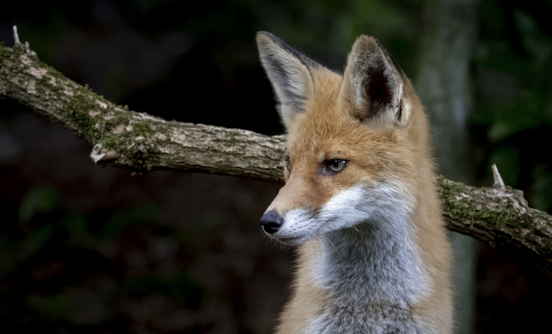Чим харчується лисиця: 10 цікавих фактів про раціон тварини