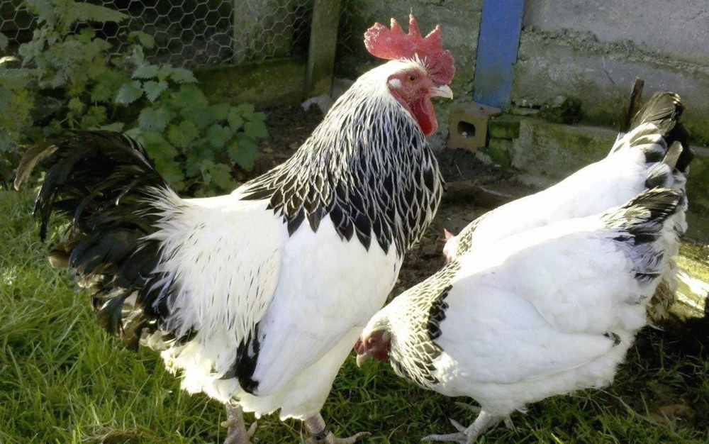 Порода курей адлерська срібляста: опис, продуктивність та догляд